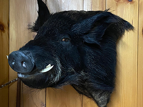 Boar Head Photo