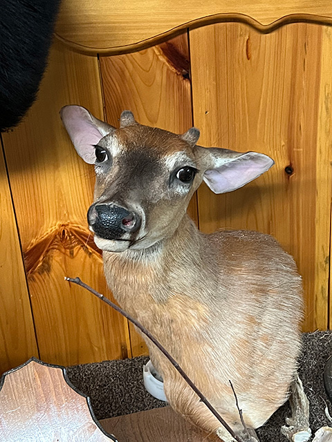 Deer Head Photo