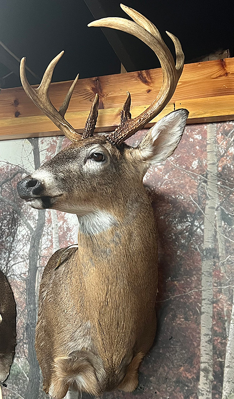 Deer Head Photo