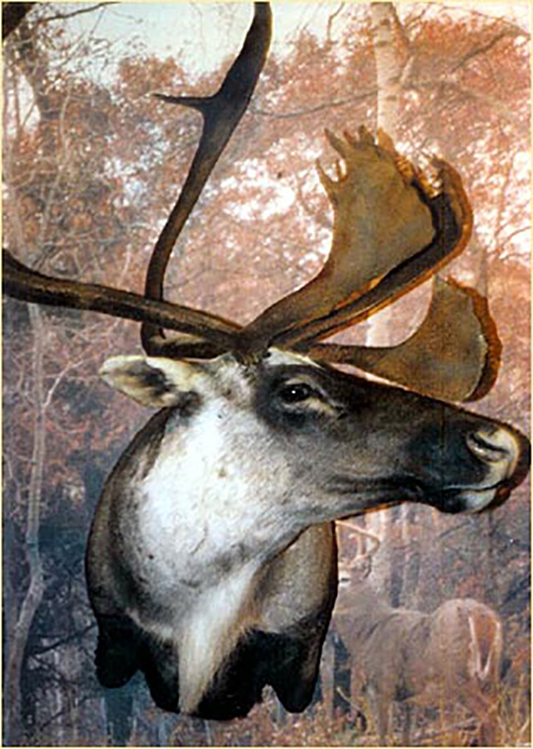 Deer Head Photo
