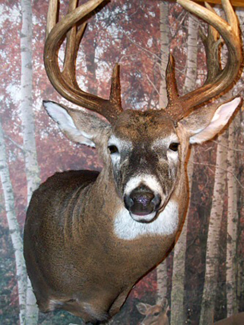 Deer Head Photo